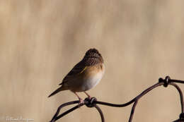 Image of Grasshopper Sparrow