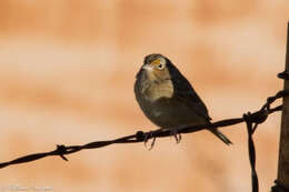 Image of Grasshopper Sparrow