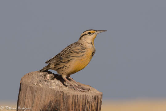 Слика од Sturnella magna (Linnaeus 1758)