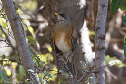 Image of Rufous-backed Thrush