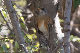 Image of Rufous-backed Thrush