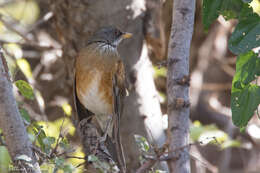 Image of Rufous-backed Thrush