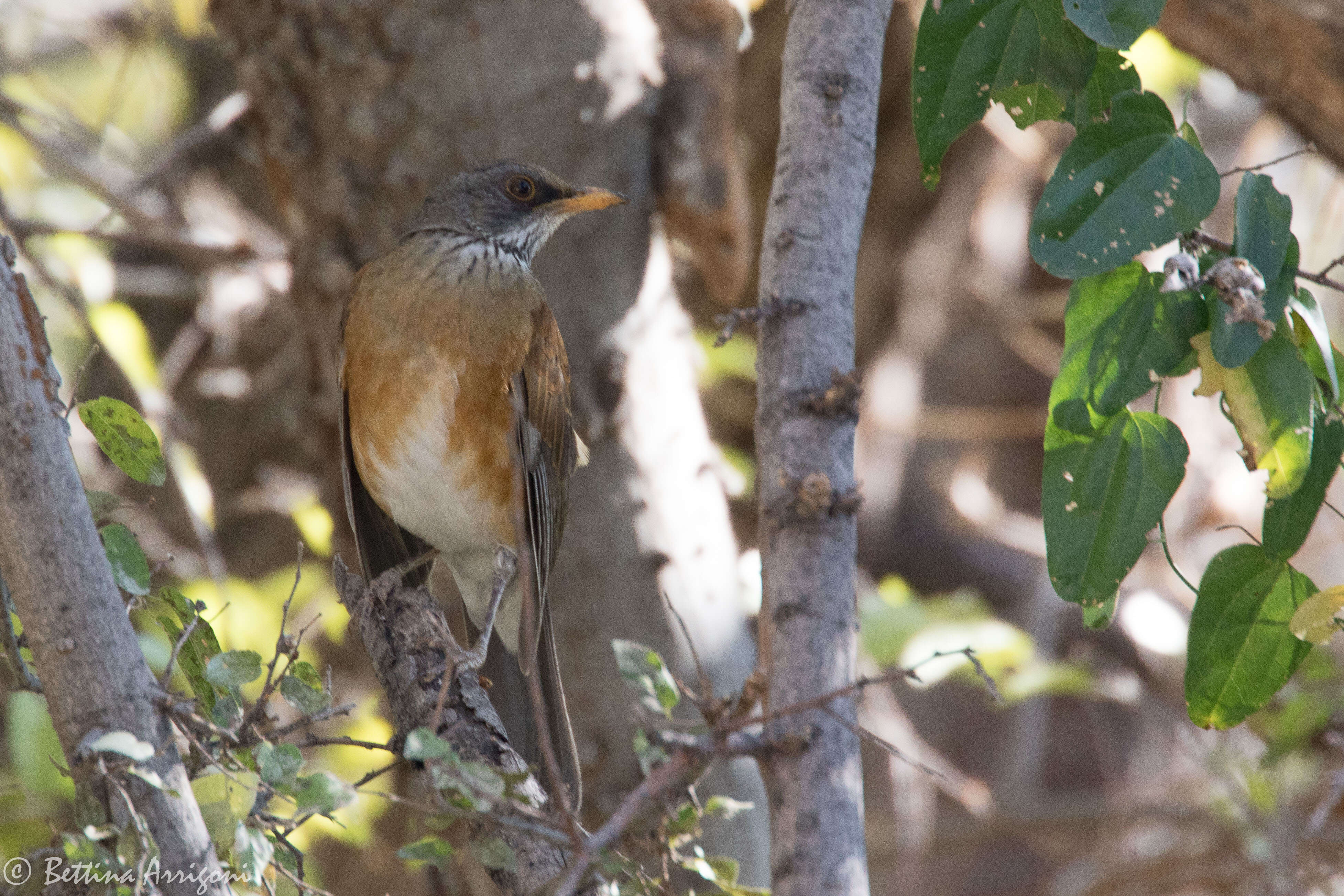 Image of Rufous-backed Thrush