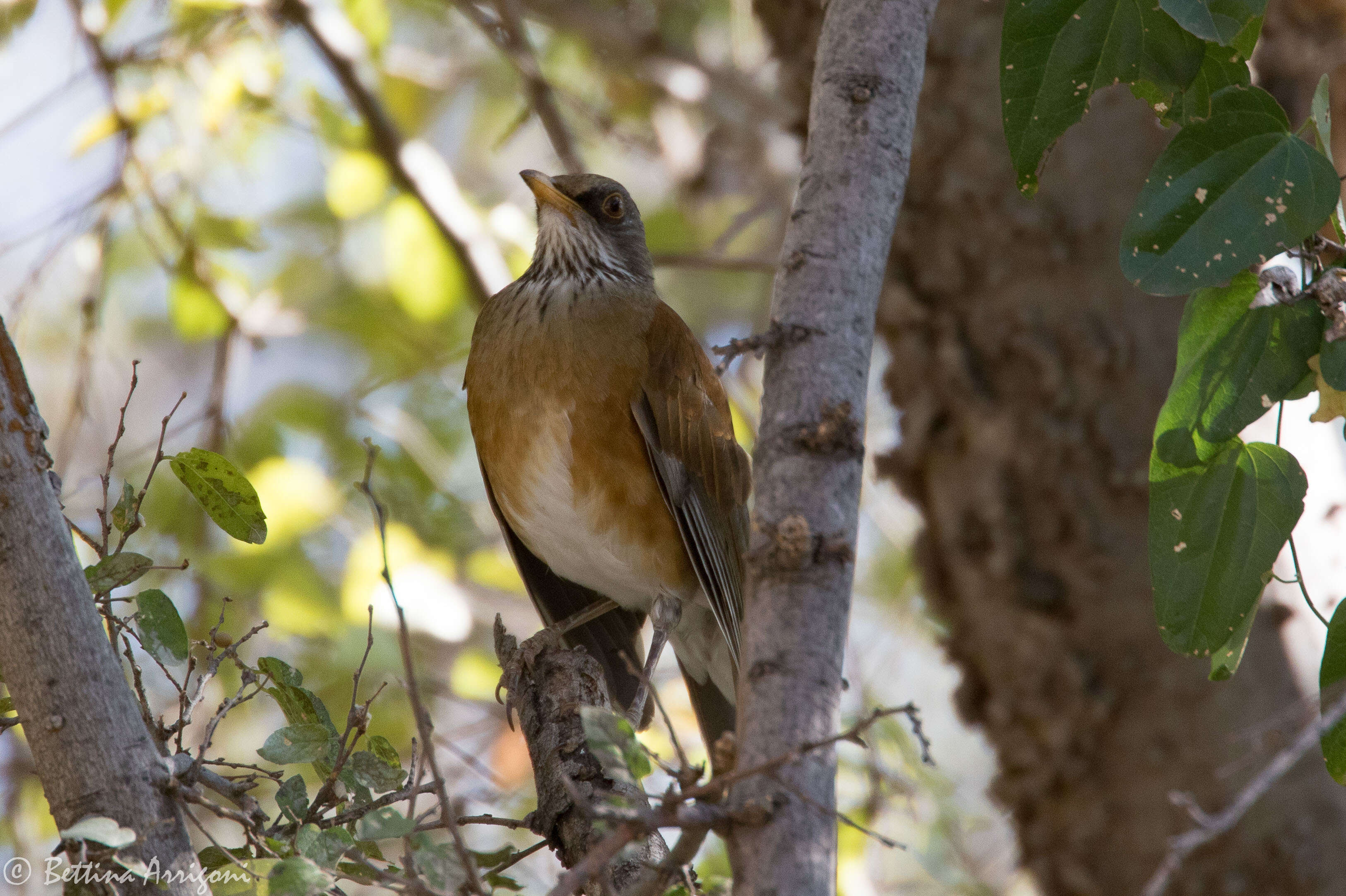 Image of Rufous-backed Thrush