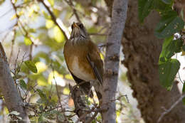 Image of Rufous-backed Thrush