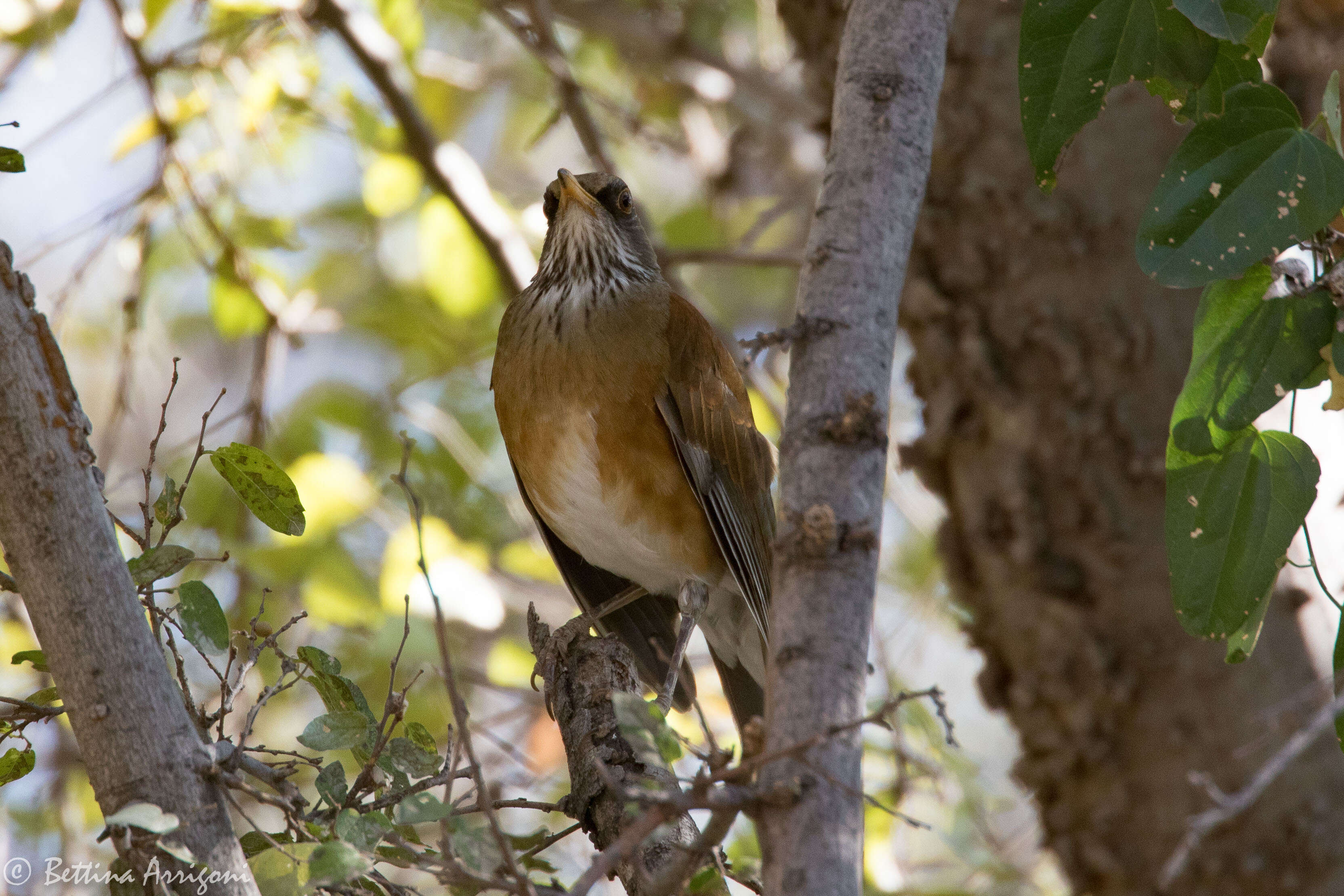 Image of Rufous-backed Thrush