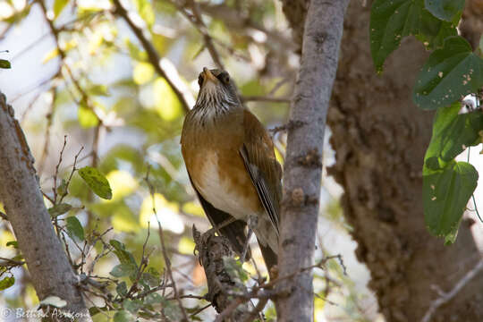 Image of Rufous-backed Thrush