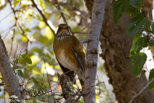 Image of Rufous-backed Thrush