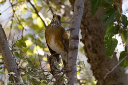 Image of Rufous-backed Thrush