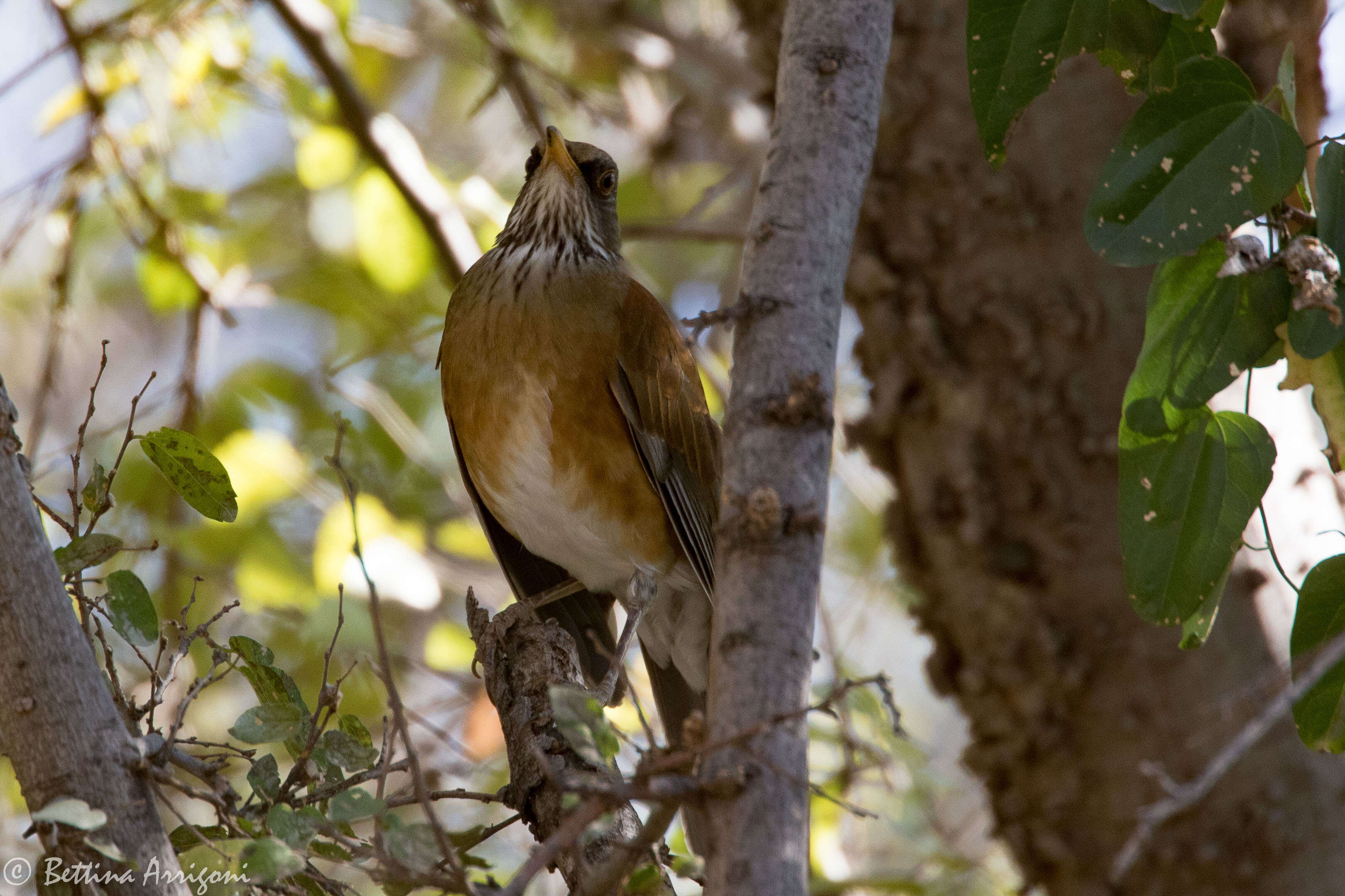 Image of Rufous-backed Thrush