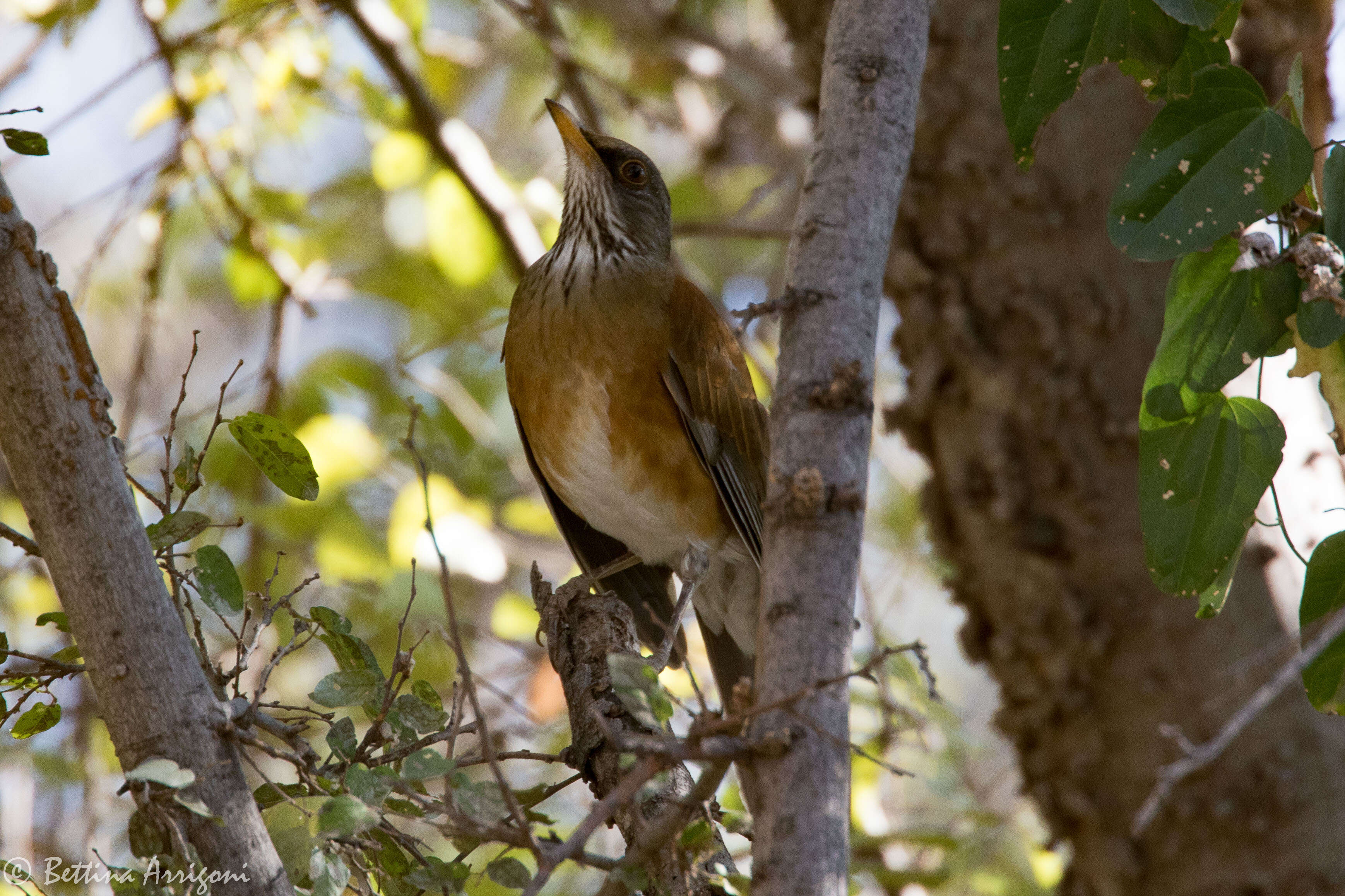 Image of Rufous-backed Thrush