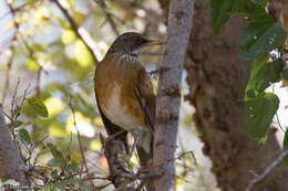 Image of Rufous-backed Thrush