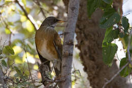 Image of Rufous-backed Thrush