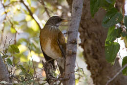 Image of Rufous-backed Thrush