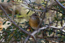 Image of Rufous-backed Thrush