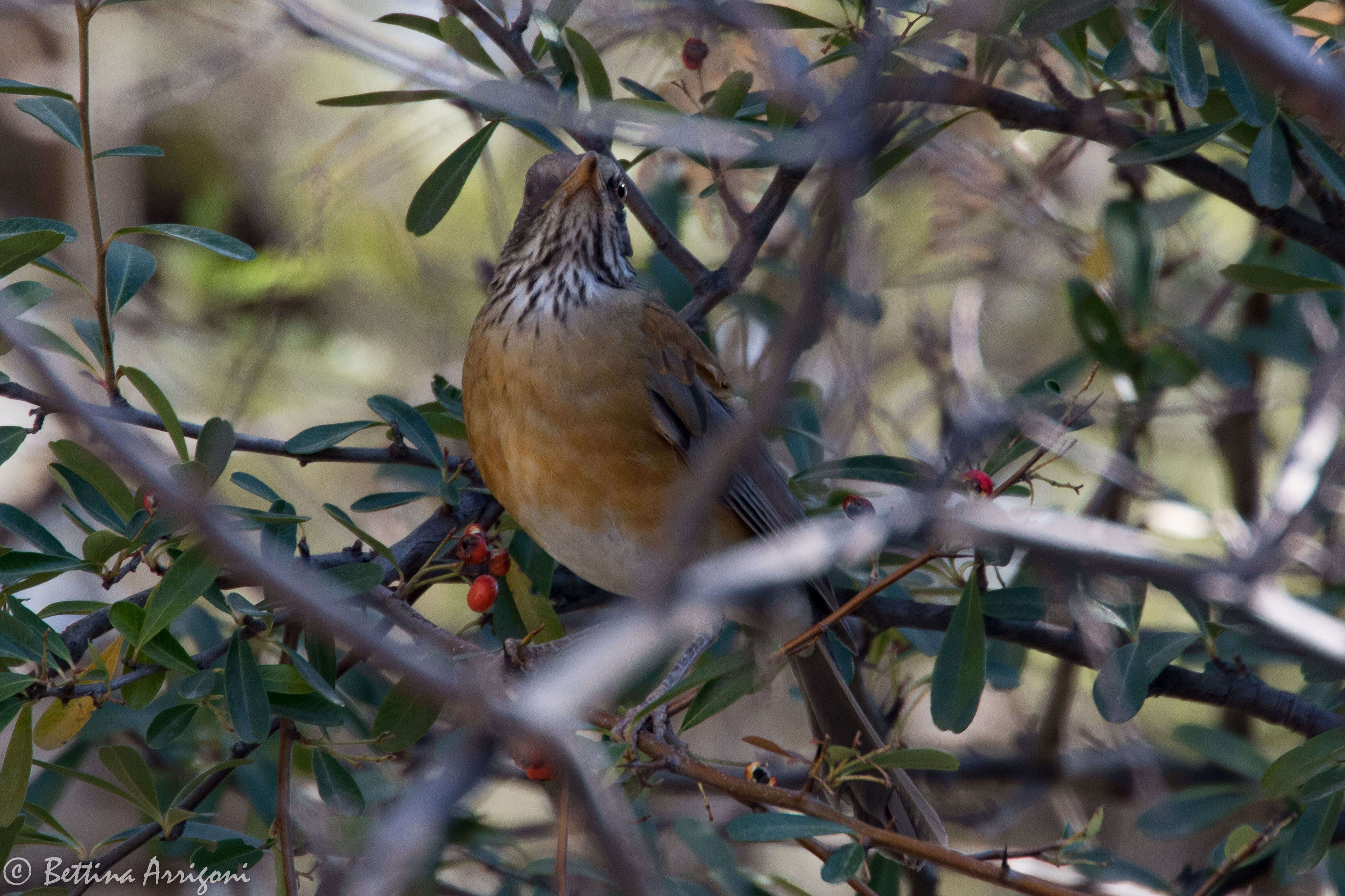 Image of Rufous-backed Thrush