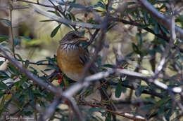 Image of Rufous-backed Thrush