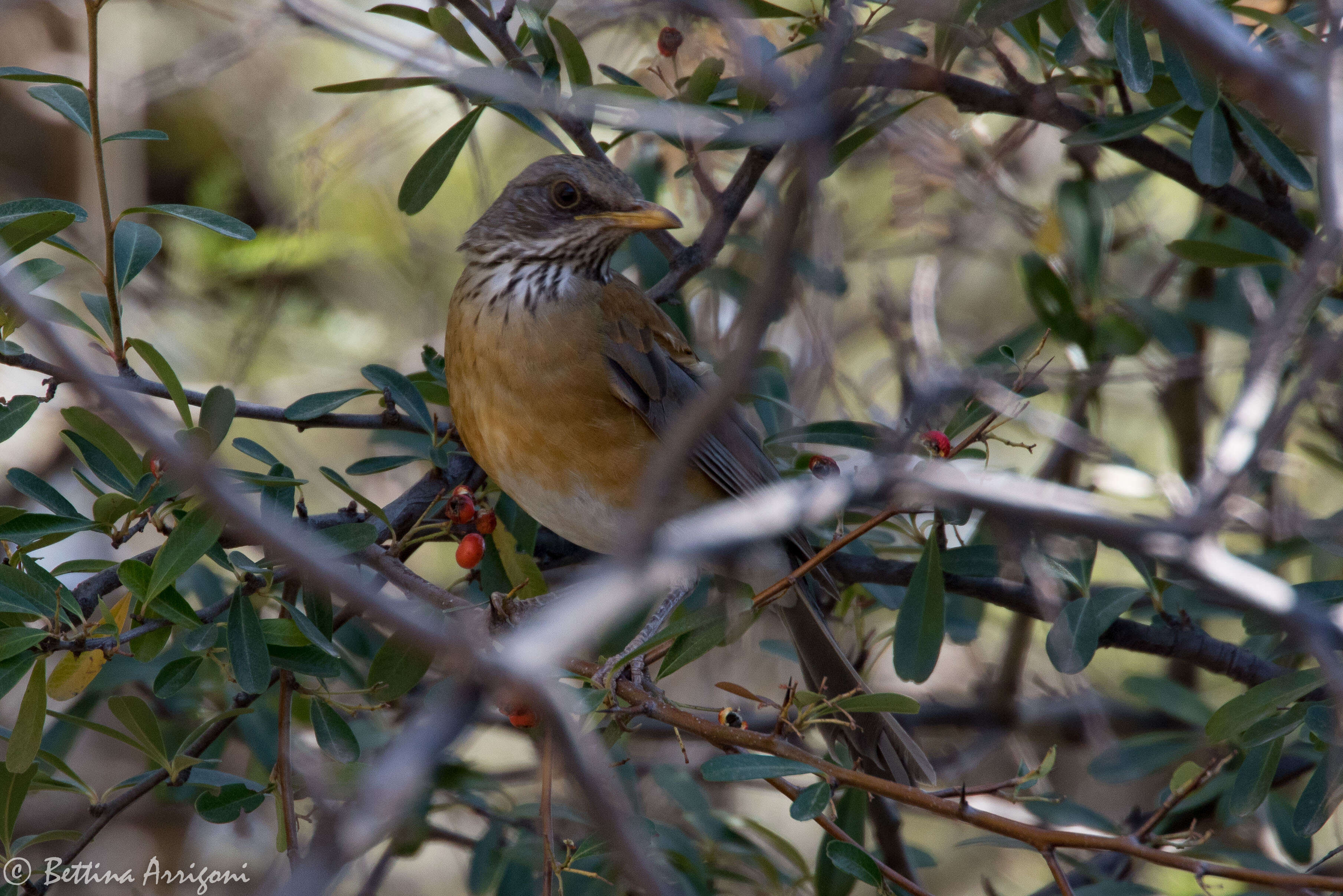 Image of Rufous-backed Thrush