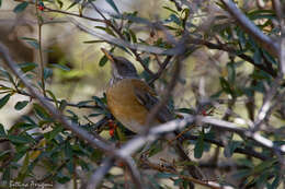 Image of Rufous-backed Thrush