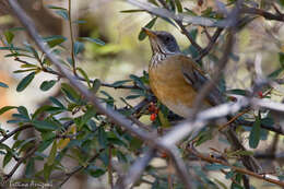 Image of Rufous-backed Thrush