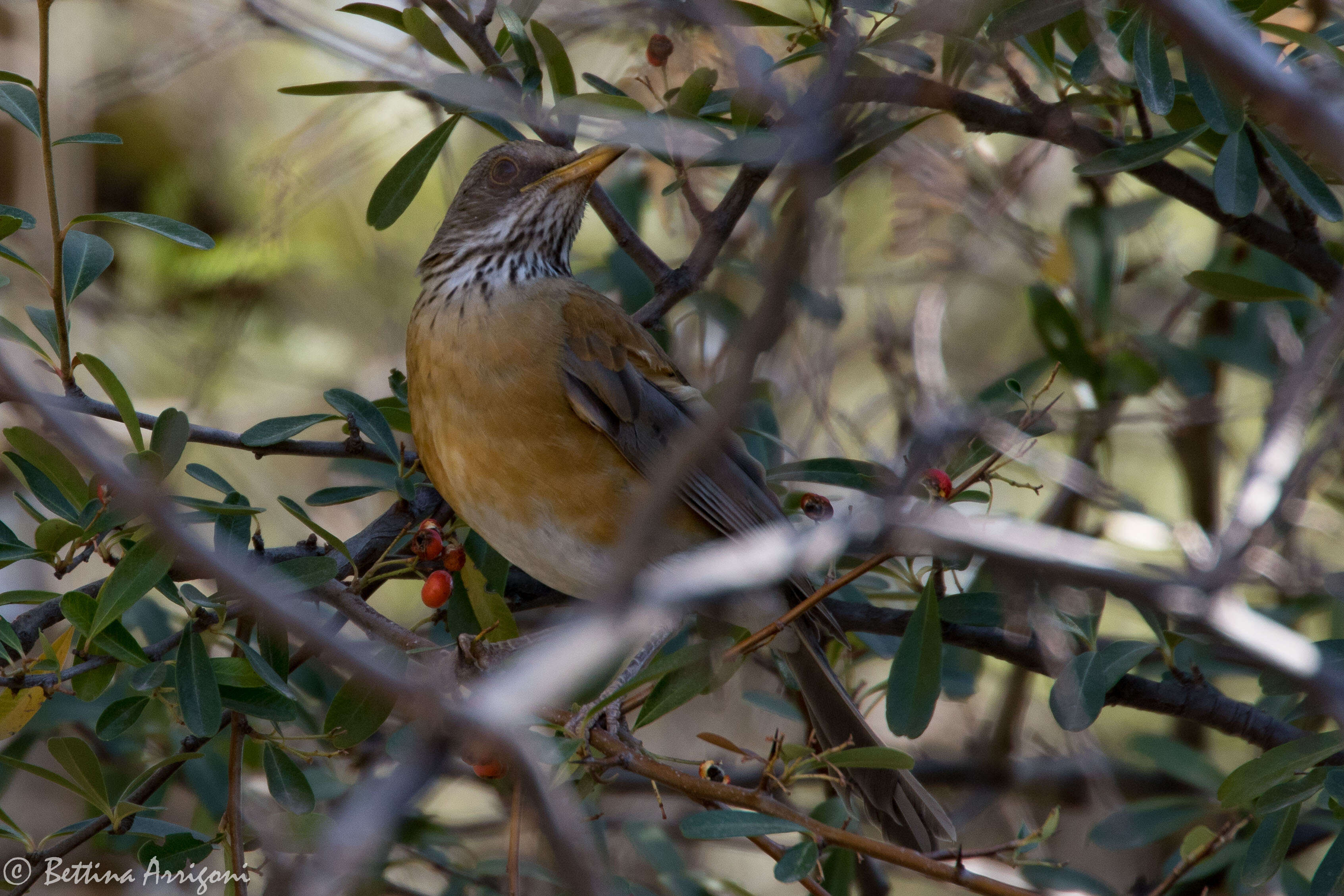 Image of Rufous-backed Thrush