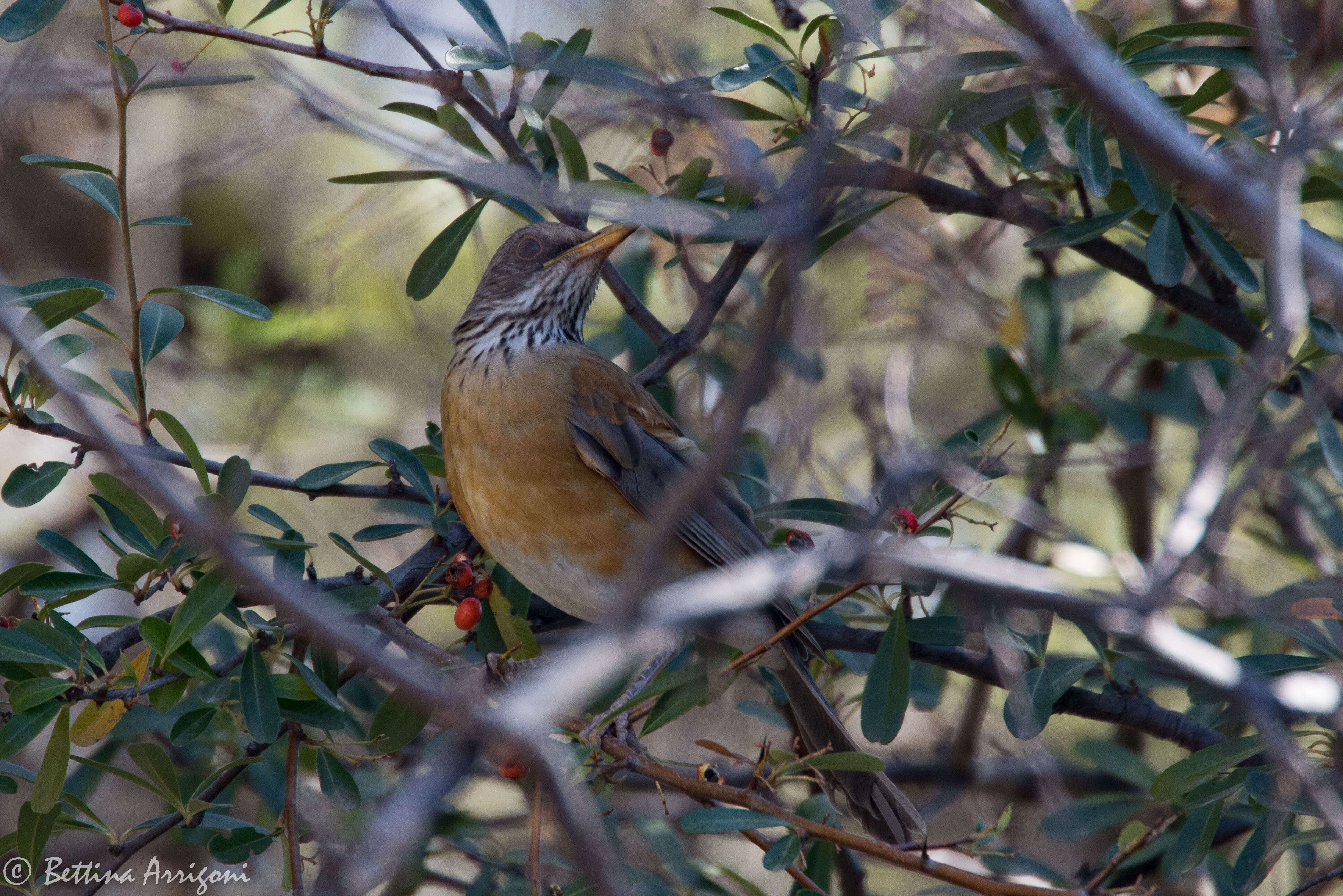 Image of Rufous-backed Thrush