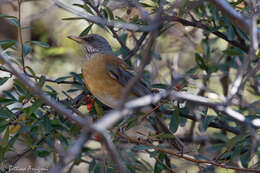 Image of Rufous-backed Thrush