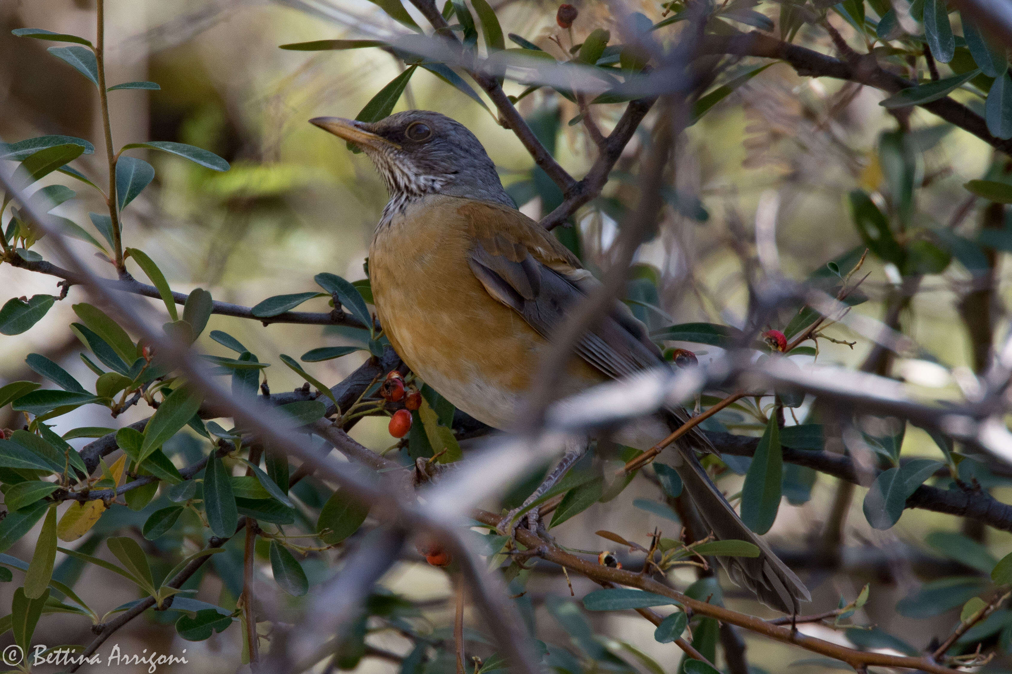 Image of Rufous-backed Thrush