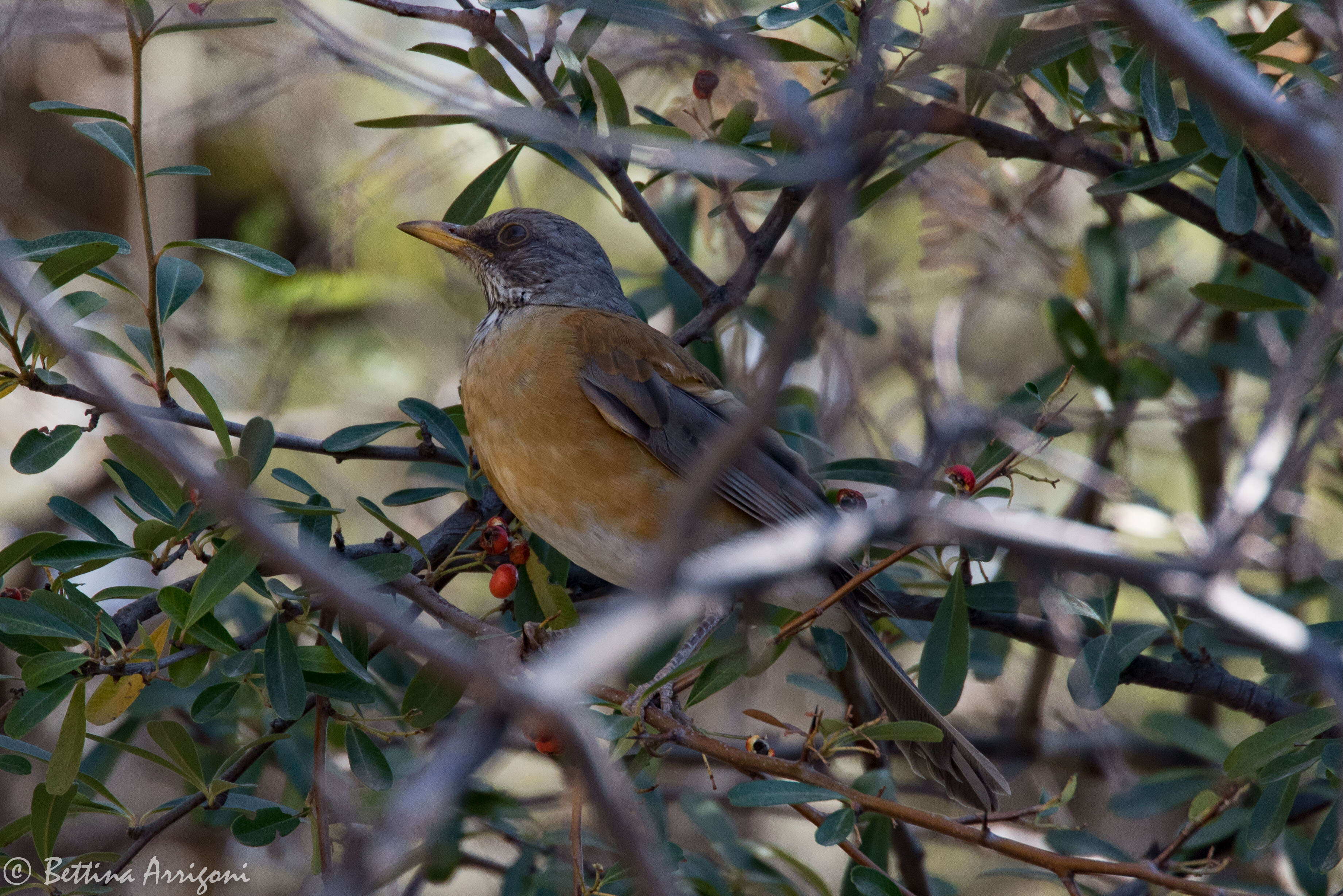 Image of Rufous-backed Thrush