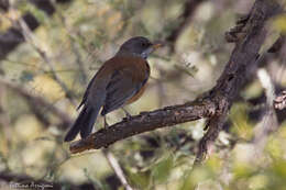 Image of Rufous-backed Thrush