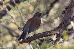 Image of Rufous-backed Thrush