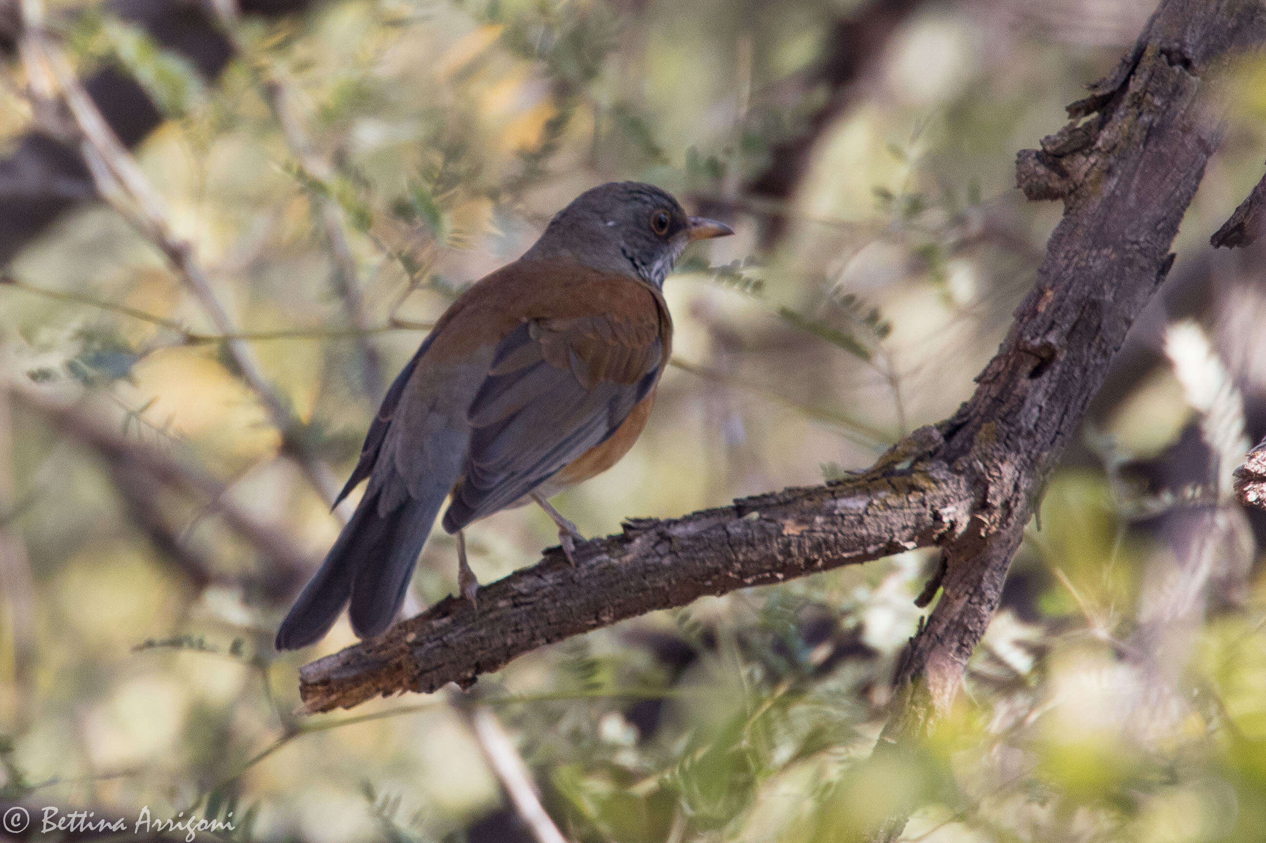 Image of Rufous-backed Thrush