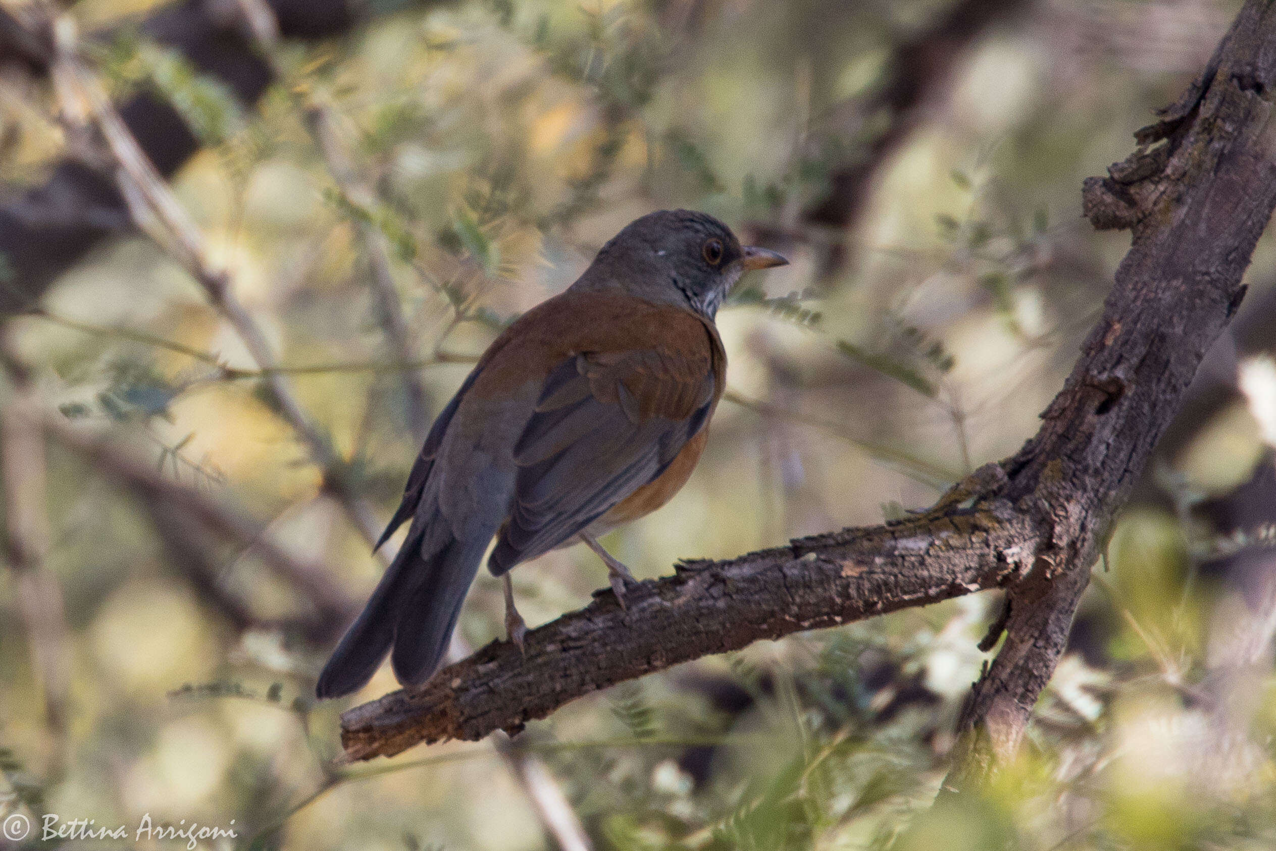 Image of Rufous-backed Thrush