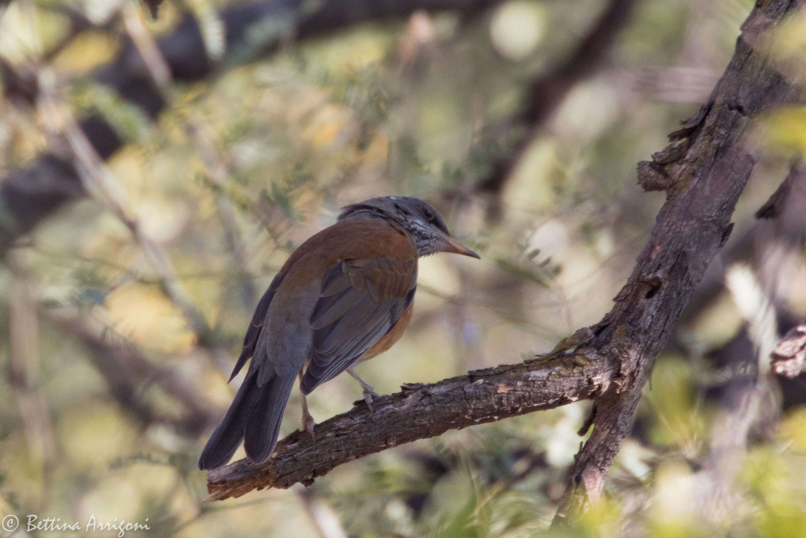 Image of Rufous-backed Thrush