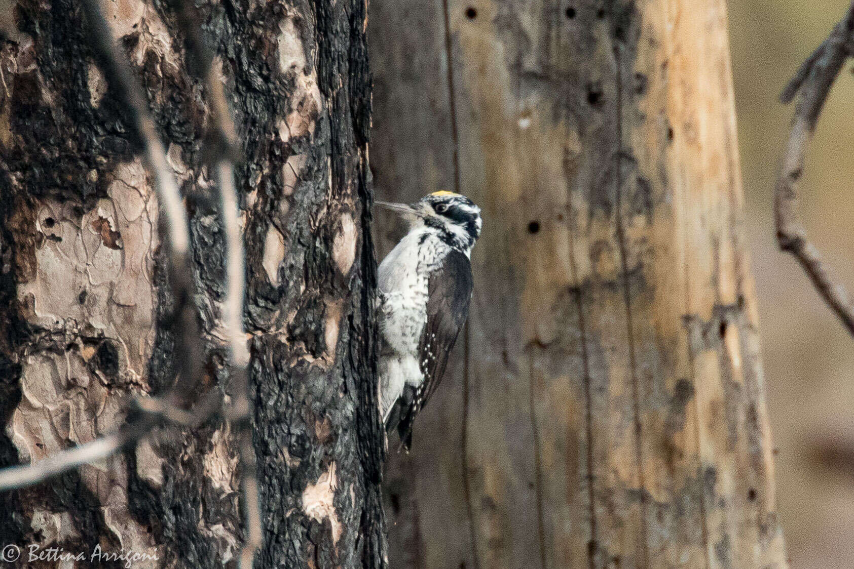 Image of American Three-toed Woodpecker