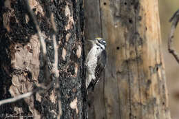 Image of American Three-toed Woodpecker