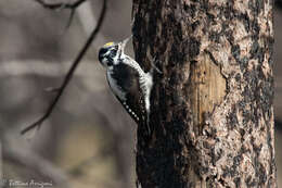 Image of American Three-toed Woodpecker