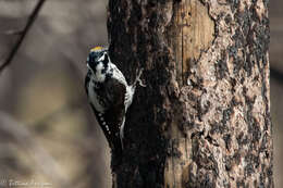 Image of American Three-toed Woodpecker