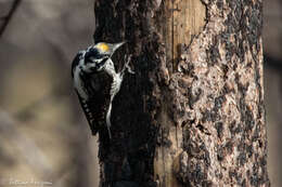 Image of American Three-toed Woodpecker