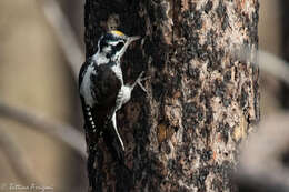 Image of American Three-toed Woodpecker