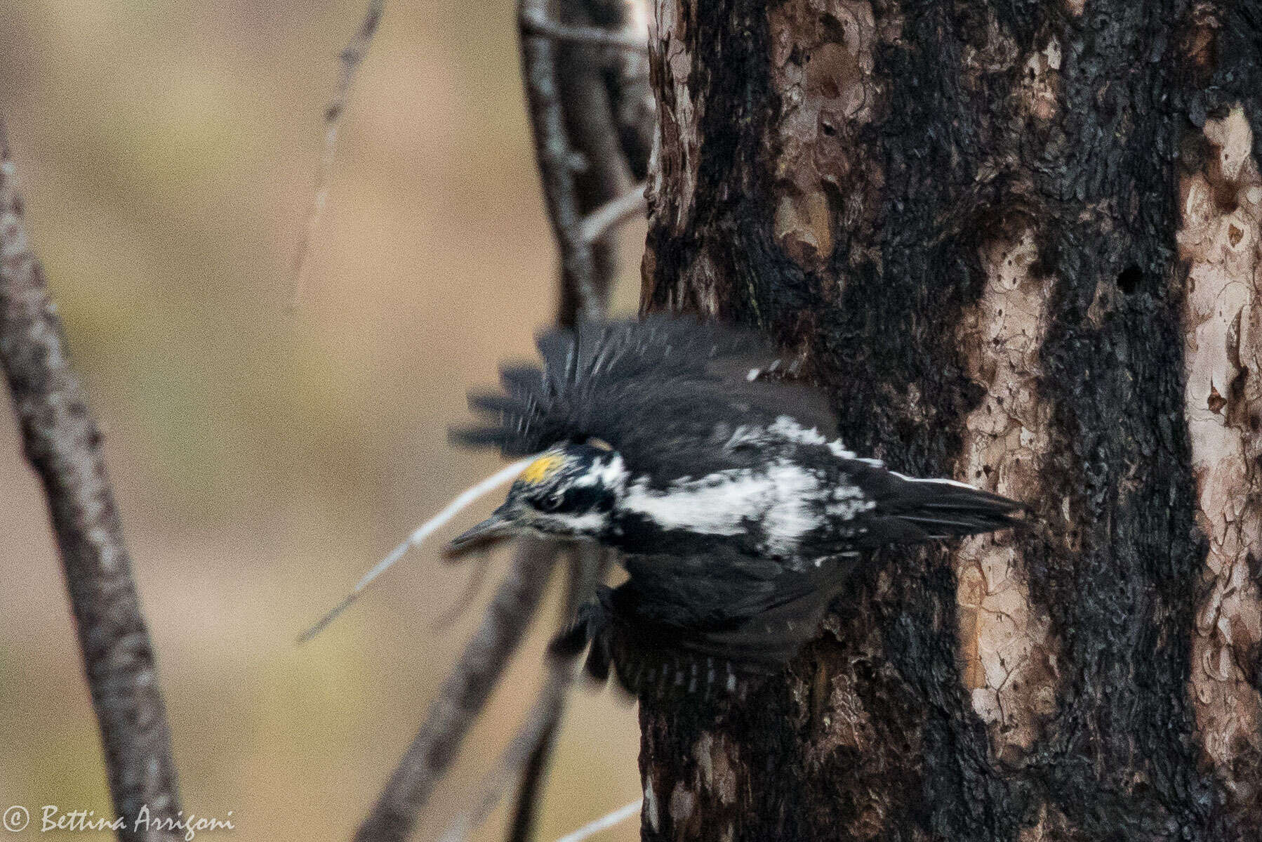 Image of American Three-toed Woodpecker