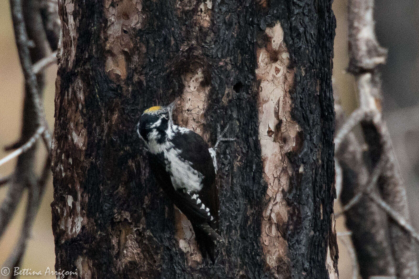 Image of American Three-toed Woodpecker