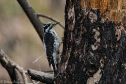 Image of American Three-toed Woodpecker