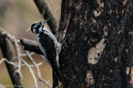 Image of American Three-toed Woodpecker