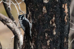 Image of American Three-toed Woodpecker