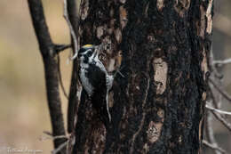 Image of American Three-toed Woodpecker