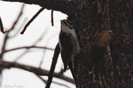 Image of American Three-toed Woodpecker