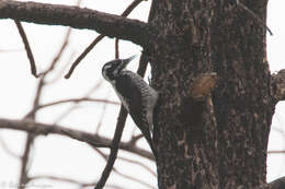 Image of American Three-toed Woodpecker