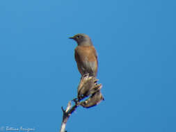 Image of Western Bluebird