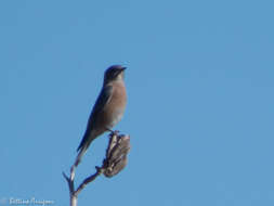 Image of Western Bluebird